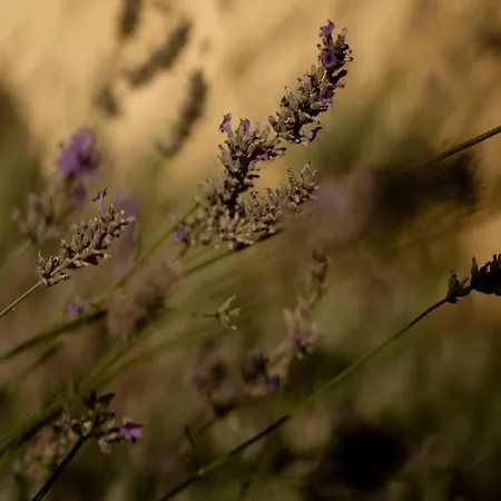 Il Milione Country 3*